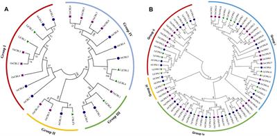 Genome-Wide Identification of CBL-CIPK Gene Family in Honeysuckle (Lonicera japonica Thunb.) and Their Regulated Expression Under Salt Stress